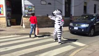 Zebra Crossing in Sucre