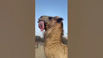 انضر إلى الجمل لحضه التزاوج سبحان الخالق 