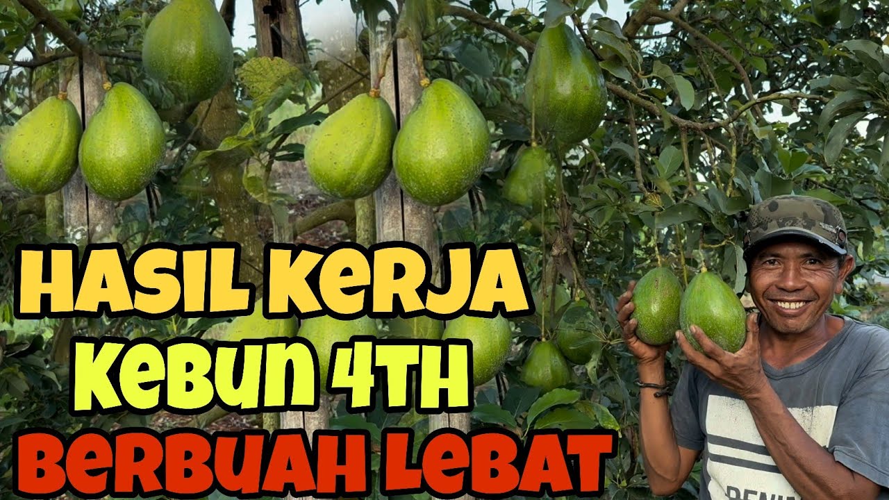 Petik Hasil Kerja Kebun Alpukat Usia 4th Berbuah Lebat