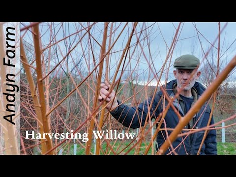 How Gardeners Harvest Willow 🌿 Turn imagination into Garden Features: Grow Your Own Materials #plant