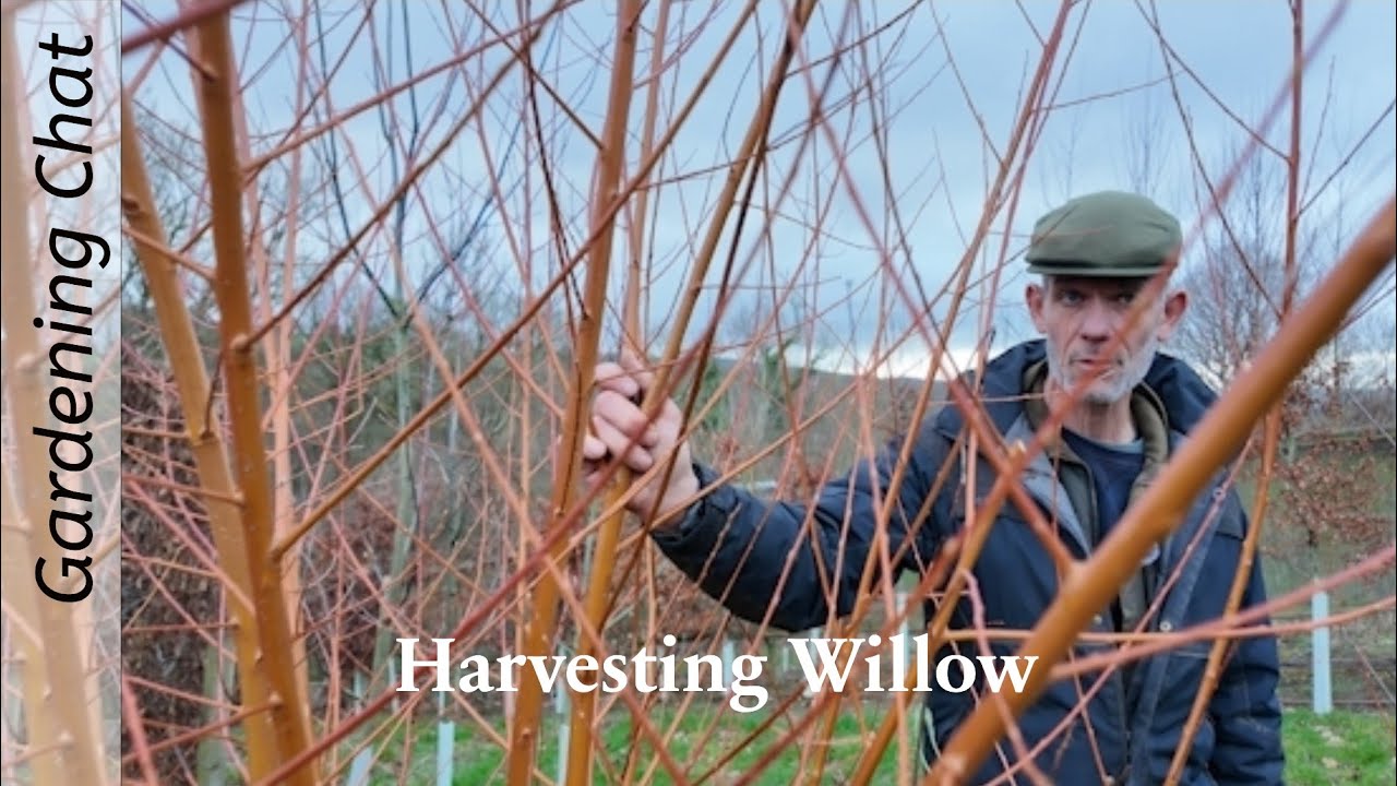 Как садоводы собирают иву 🌿 Превратите свою фантазию в элементы садового дизайна: вырастите собст...