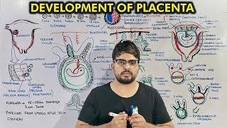 Development Of Placenta