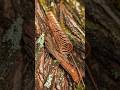 How to Build a Simple Copper Coil for a Thriving Garden ⁣#shorts