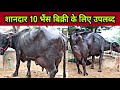 FOR SALE- Buffaloes 12 to 28 kg milk Capacity. 10 Buffaloes available at Pandwan, District-Dadri,HR
