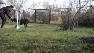 Training agility.Doberman.