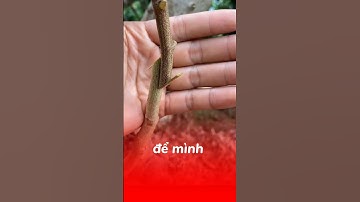 cách ghép vải thiều #kythuatcaytrong #trongcay #chiase #vaithieulucngan #vaithieu #vải_thiều #cây