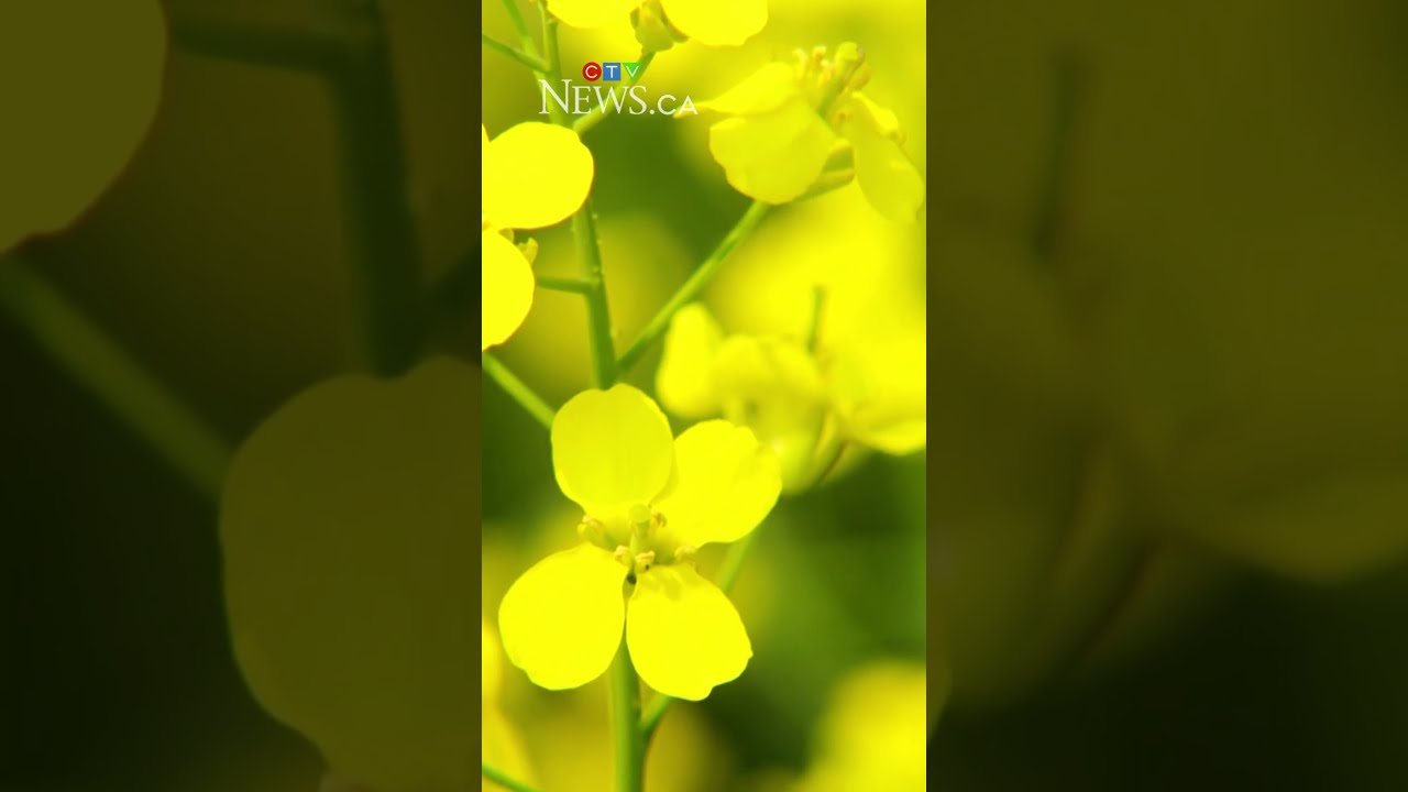 Chinese Anti Dumping Duty On Canadian Canola Will Impact Alberta Producers