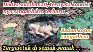 Sungguh tega, anak kucing dibuang dalam kantong kresek dan dibuang ke semaksemak ‼