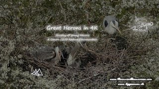 Almost Dinosaurs - young herons filmed with the Canon C200 in 4K