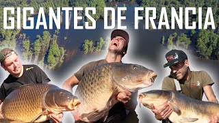 GIGANTES DE FRANCIA - Carp Fishing in FRANCE - PUBLIC WATERS // YOUNG CARP