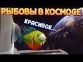 РЫБОВЫ В КОСМОСЕ ( I Am Fish )