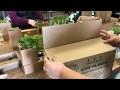 Brawny Boxes for Perfect Plant Shipping