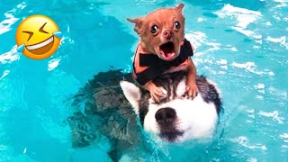 Funniest Animal Videos 2023🤣 - Funny Cats😹 and Dogs🐶 Videos! by Fluffy Life 515,050 views 10 months ago 16 minutes