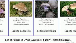 Fungus of Order Agaricales Family Tricholomataceae clitocybe melanoleuca lepista arrhenia panellus