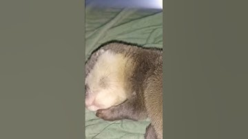 beauty sleep😍 # berang-berang#baby#cute#otter#funny#cute#viral#shorts