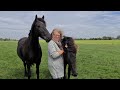 I explain everything to a very special guest about our Friesian horses.