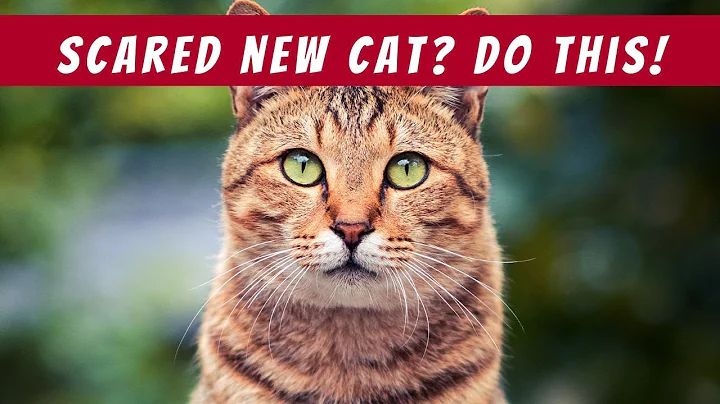 25 Tips to Help Your Scared Cat Adjust to Their New Home