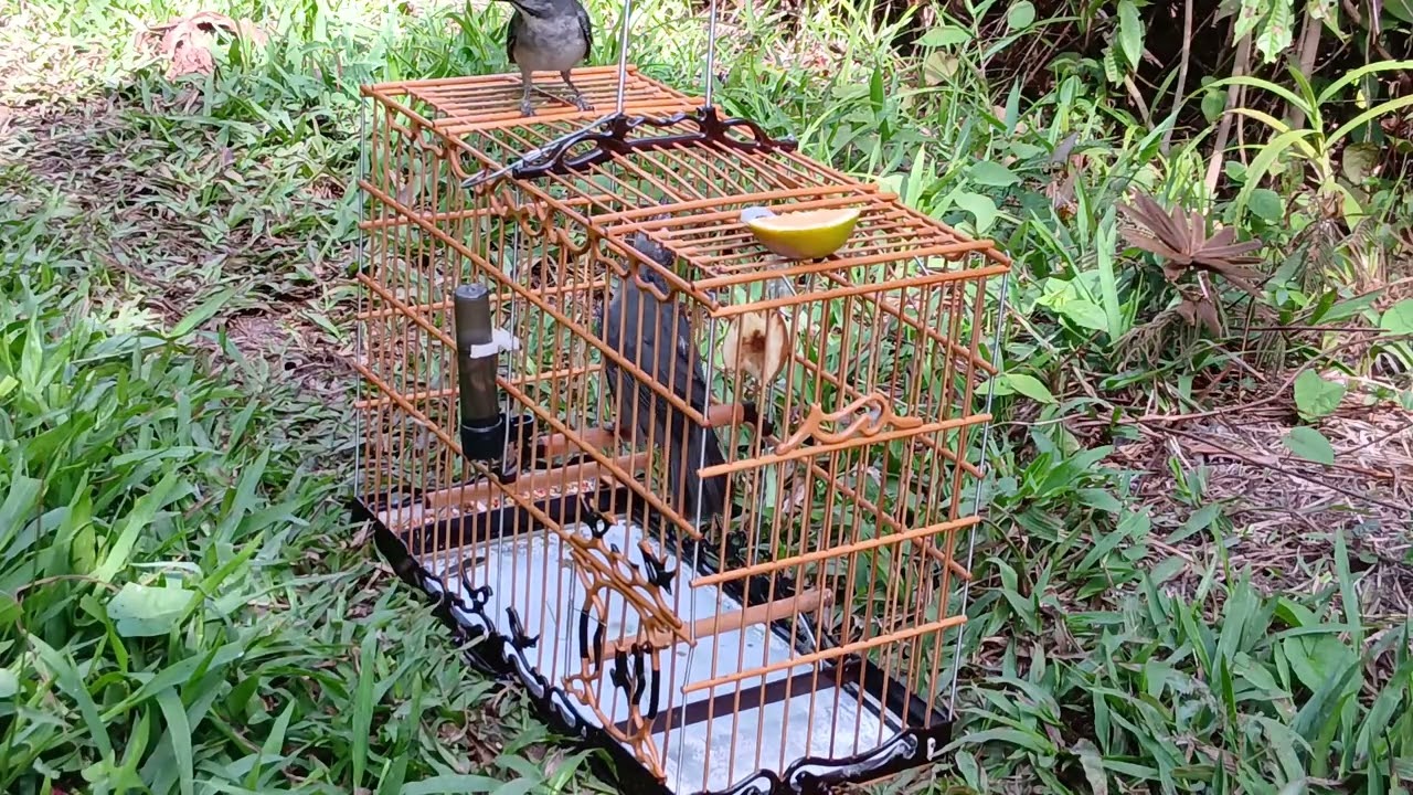 Trinca ferro javali entregando o soro do tanque pela segunda vez 