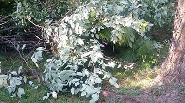 thetreespot com tree service on the job video running the bobcat