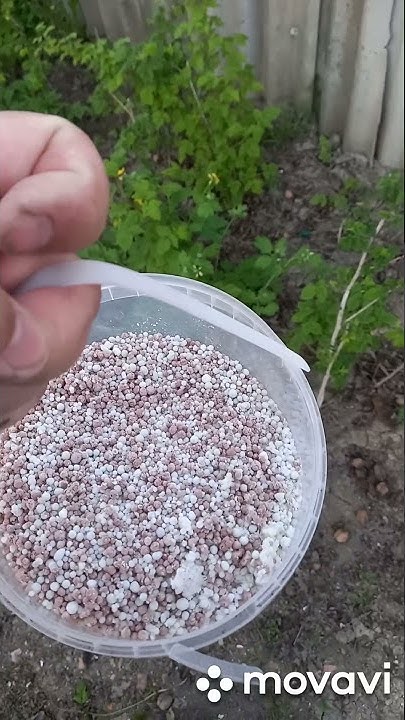 ПОДКОРМКА МАЛИНЫ ВЕСНОЙ. ЧЕМ ПОДКОРМИТЬ МАЛИНУ ВЕСНОЙ. ОГОРОД НА КУБАНИ ...