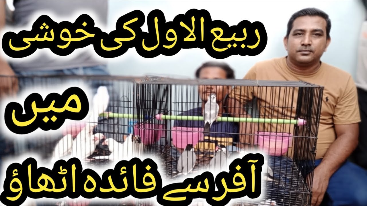 Hammad birds |Java mutation |Java birds - YouTube