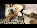 それが叱られている時の態度ですか。 柴犬ゆき Shiba inu, Yuki