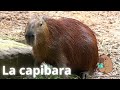 🐹💦 "Capibara, el Rey del Agua | Datos Curiosos para Niños"