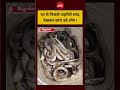 घर से निकले जहरीले सांप, देखकर कांप उठे लोग !  shorts #Viralshorts #trendingshorts #ndtvindia
