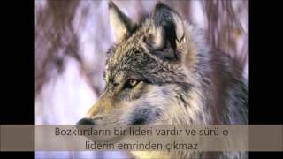 Bozkurtlar Hakkında İlginç Bilgiler