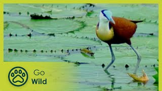 Water Worlds - Ponds - Animal Instincts - Go Wild