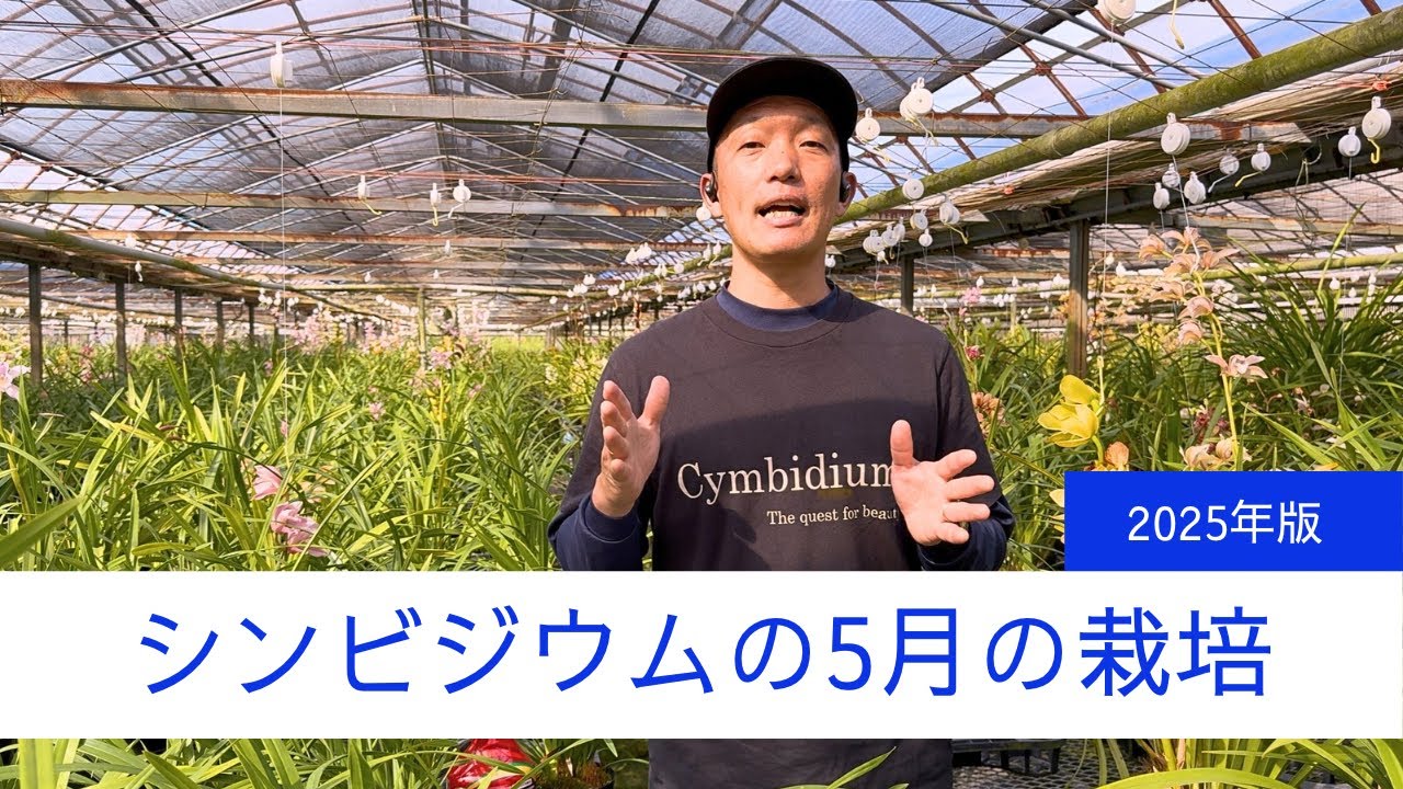 5月のシンビジウム栽培【2025年版】