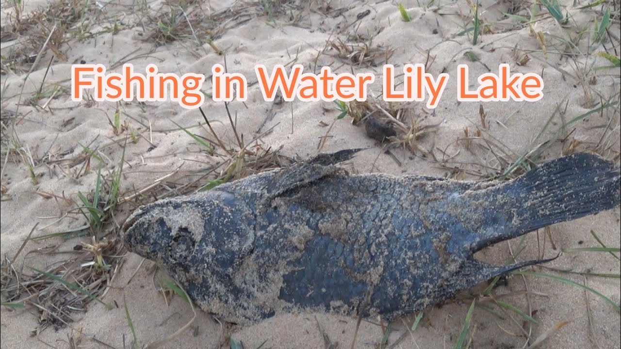 Fishing in small Water LiLy lake YouTube