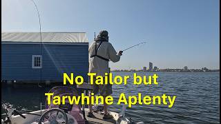No Tailor but Tarwhine Aplenty