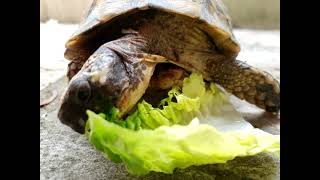 My turtle eats salad, 🐢#2