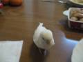 食い逃げする白い鳥 The white bird which leaves without paying the bill