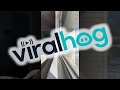 Great Dane Makes a Grand Entrance || ViralHog