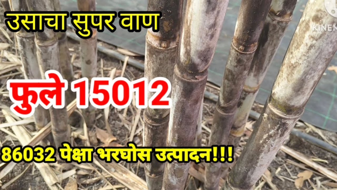 फुले 15012 उसाचा भन्नाट वाण!!