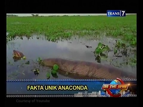 Video: Beberapa Fakta Mengenai Anaconda