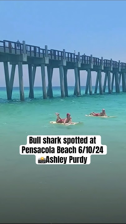Bull shark spotted at Pensacola Beach 6/10/24 #shark #wildlife - YouTube