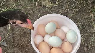 Folluklardan Yumurta Toplama - Chicken Egg Collecting 🥚🐓