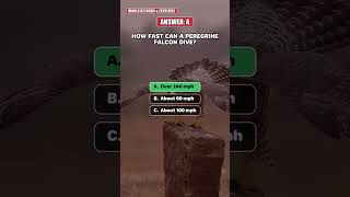 Quiz: How Fast Is the Fastest Animal on Earth?