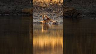 Fotografía de tigres salvajes
