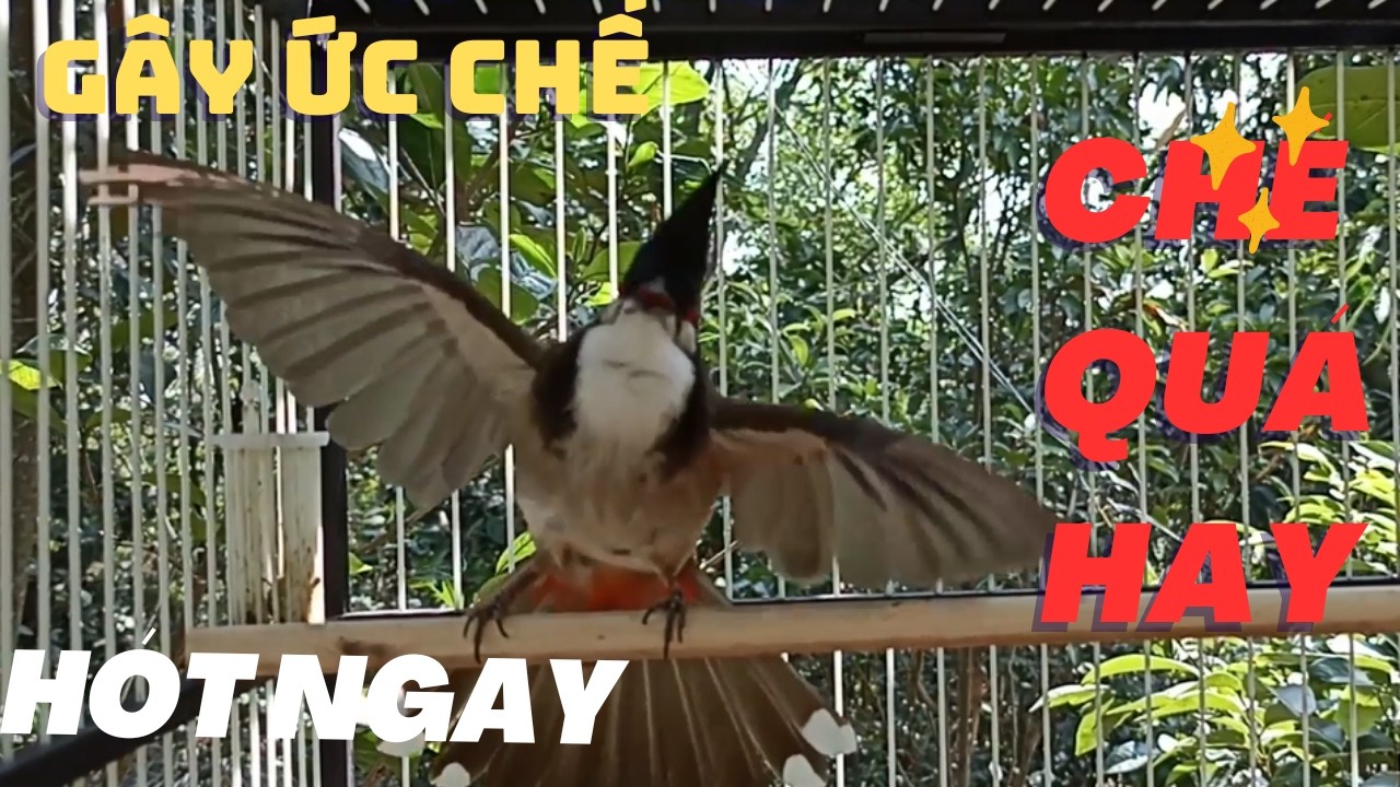 Chào Mào Hót - QUÁ ĐỈNH -má trắng học giọng nhanh căng lửa,luyện chào mào hót sáng ,chào mào hot hay