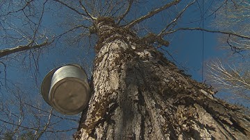 How tree sap becomes maple syrup – and develops its own mouthfeel