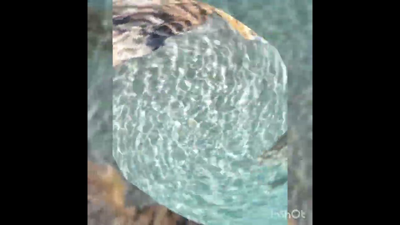 Solicitudes and Selahs   ©️2025