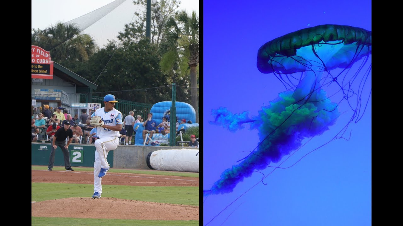 Baseball Games and Aquariums J1 A Summer in America Part 3 YouTube