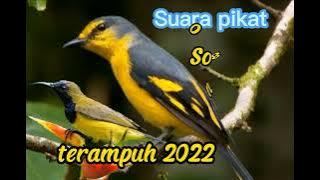 suara pikat burung sogok ontong mantenan paling ampuh sepanjang masa