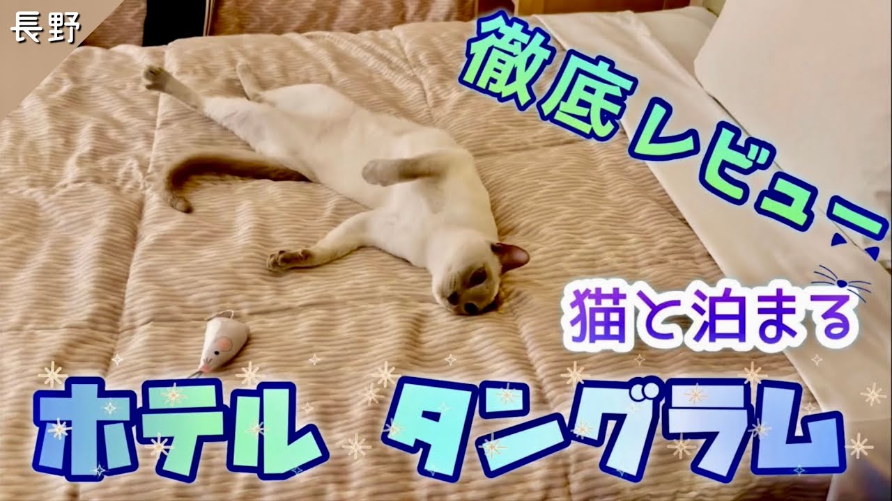 【猫と泊まる】ホテル タングラム 徹底レビュー