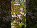 Abelia grandiflora #gardenplants #flowers #abelia #garden #plants #gardening