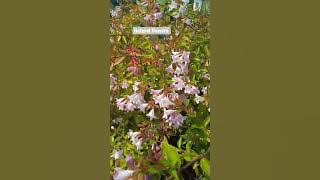 Abelia grandiflora #gardenplants #flowers #abelia #garden #plants #gardening